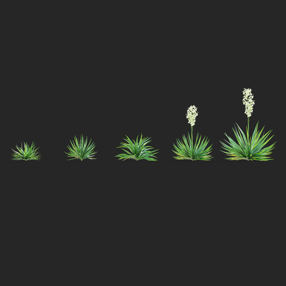 Yucca filamentosa 3D model_11
