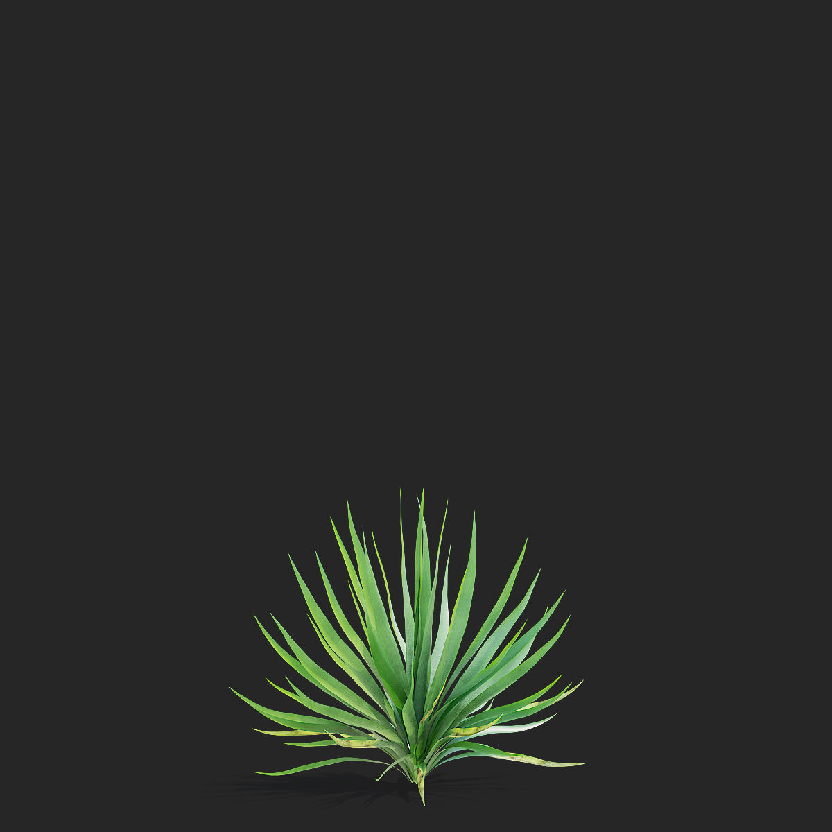 Yucca filamentosa 3D model_6