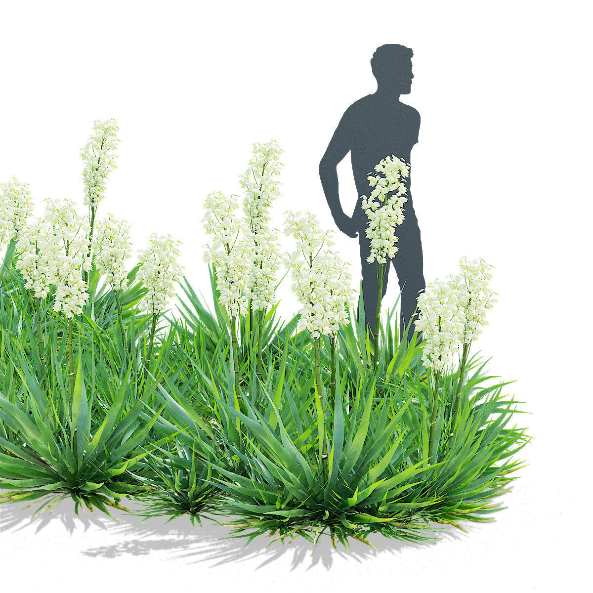 Yucca filamentosa 3D model_9