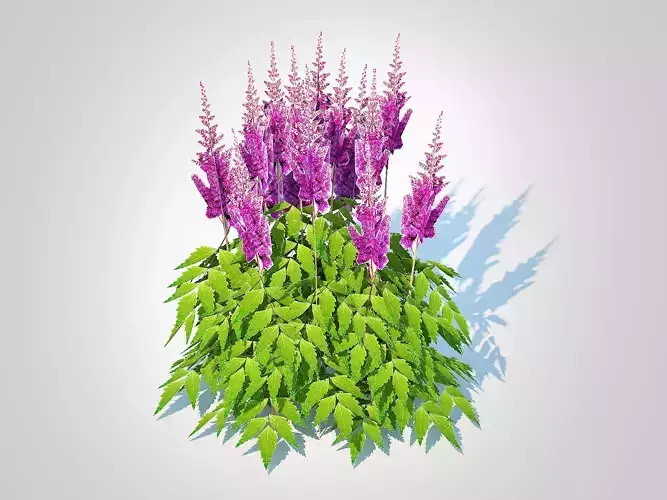 Plant  Astilbe jap -Koblenz  