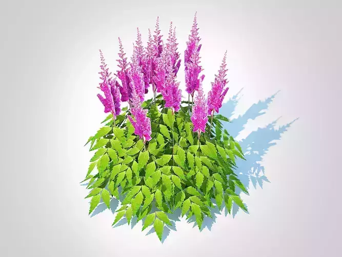 Plant  Astilbe-pink 
