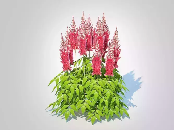Plant  Astilbe-red 