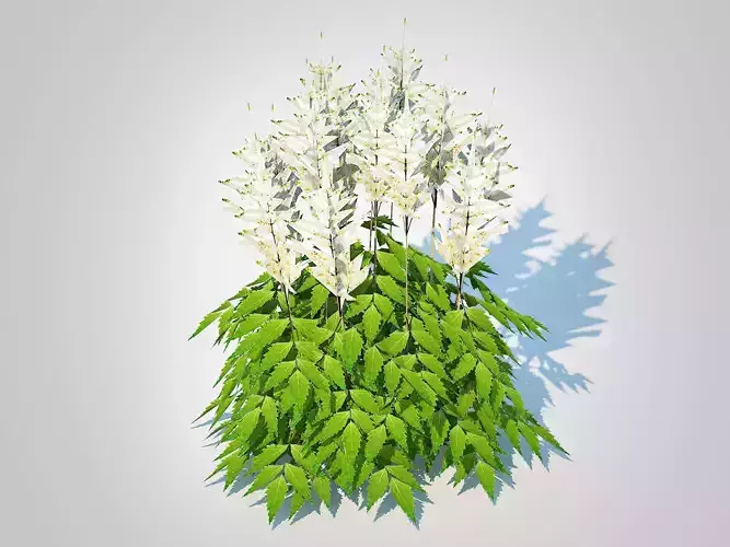 Plant  Astilbe-white 