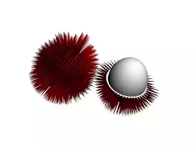 rambutan
