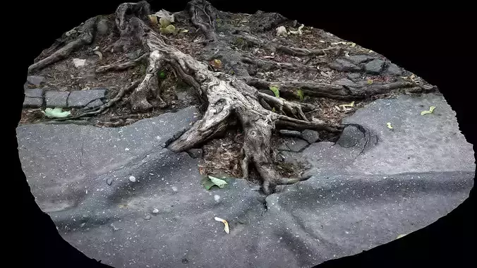 asphalt roots damaged road part6 photogrammetry 