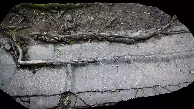 roots asphalt damaged road part7 photogrammetry