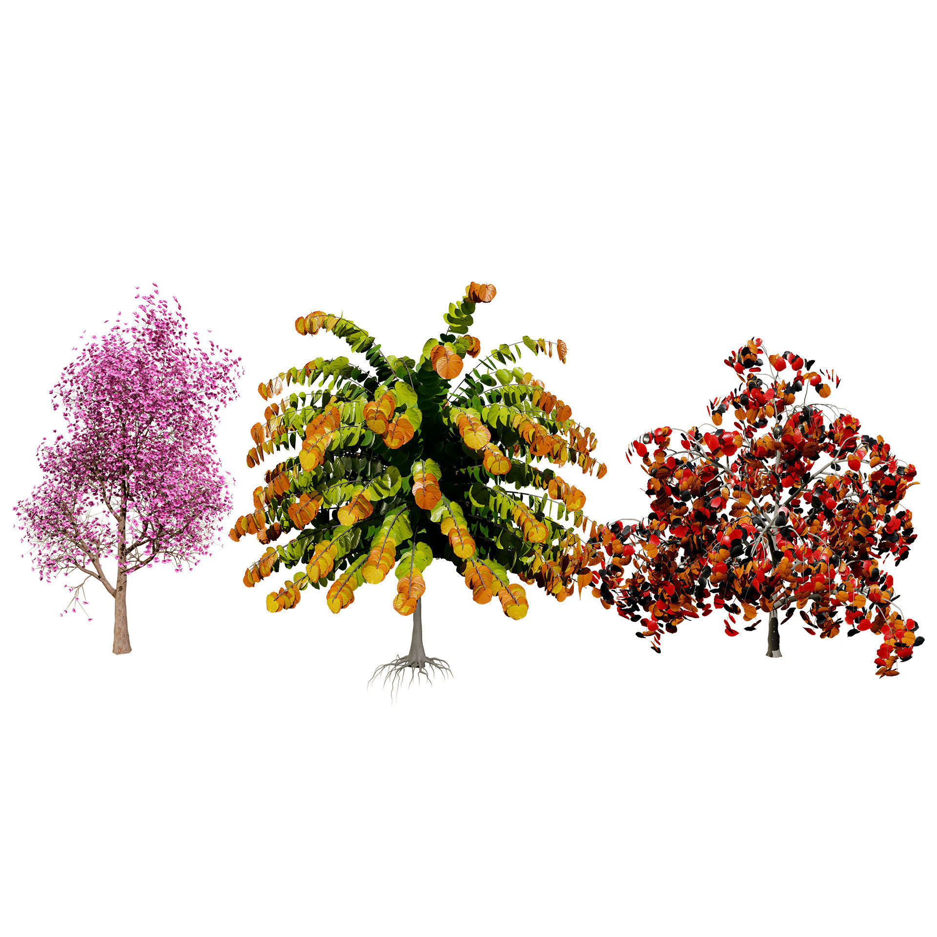 Judas Tree 3D Model Low-poly 3D model_6