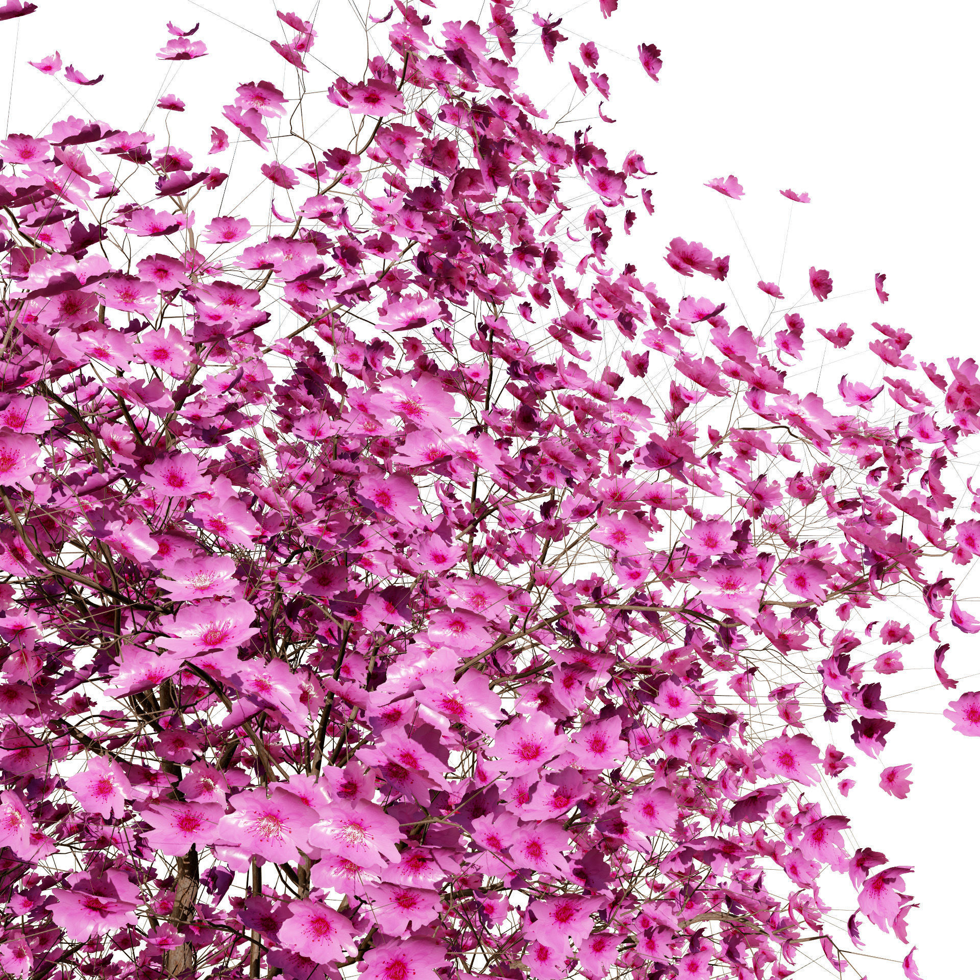 Judas Tree 3D Model Low-poly 3D model_4