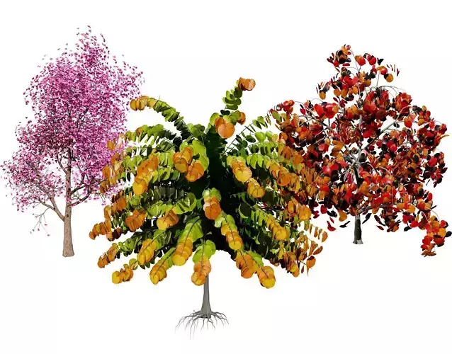 Judas Tree 3D Model Low-poly 3D model