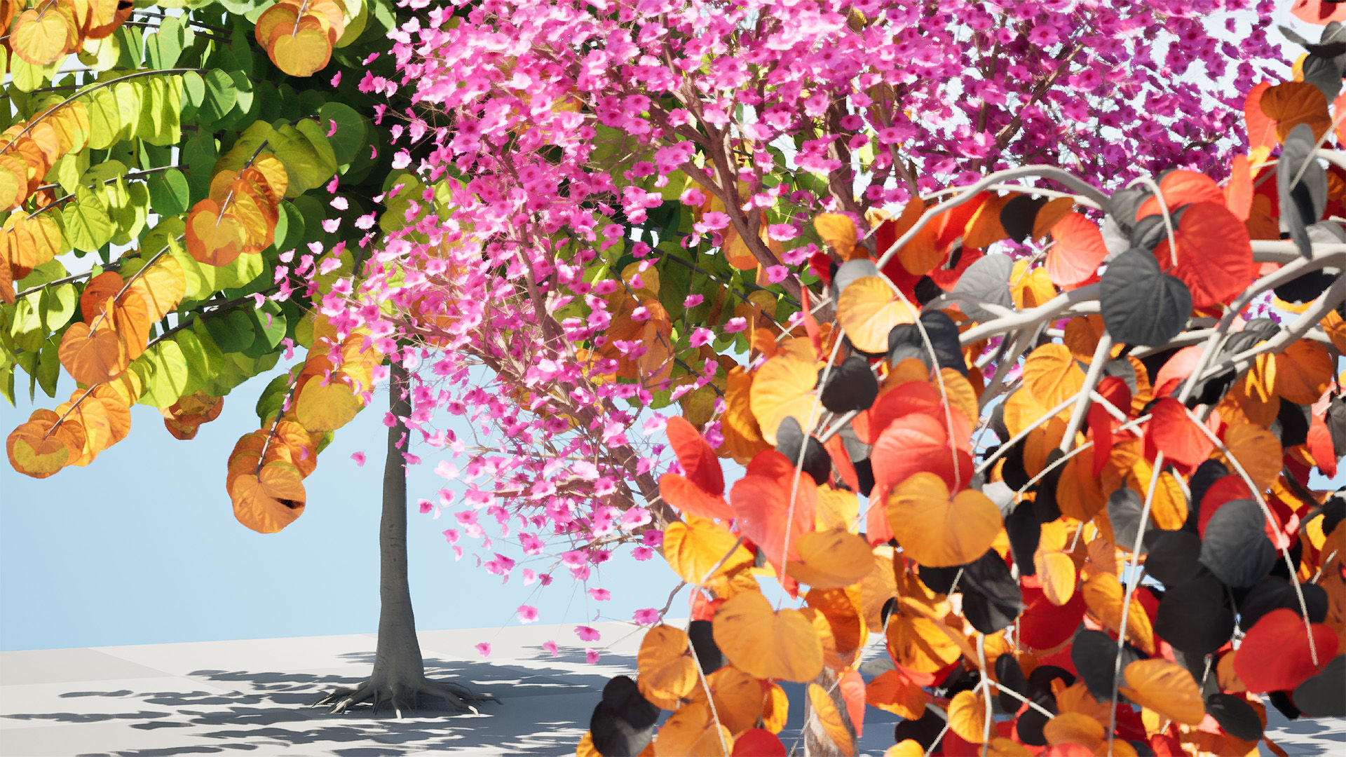Judas Tree 3D Model Low-poly 3D model_3