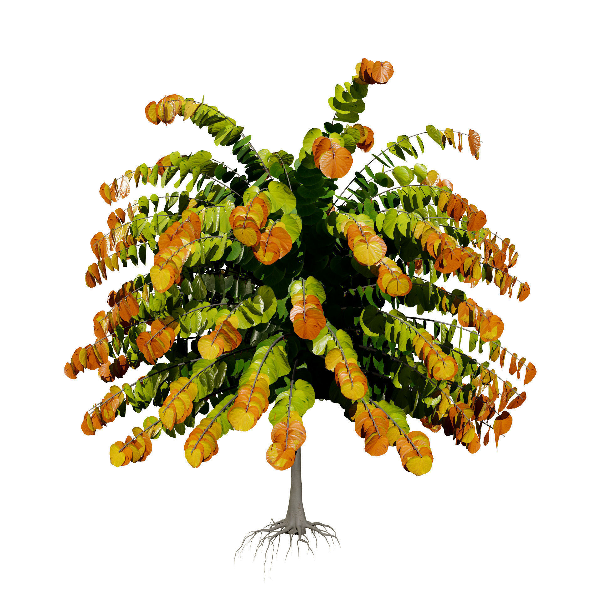 Judas Tree 3D Model Low-poly 3D model_5