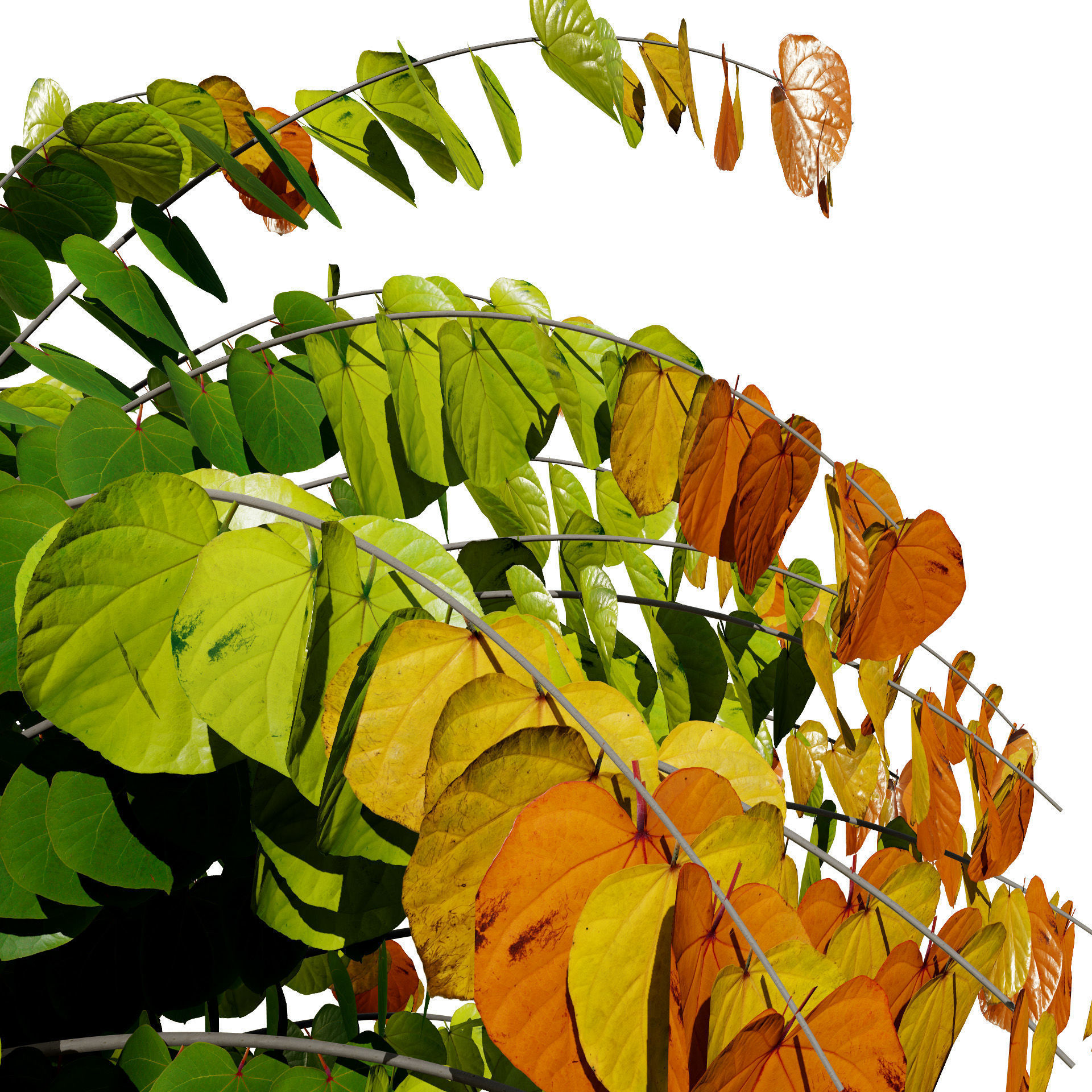 Judas Tree 3D Model Low-poly 3D model_2