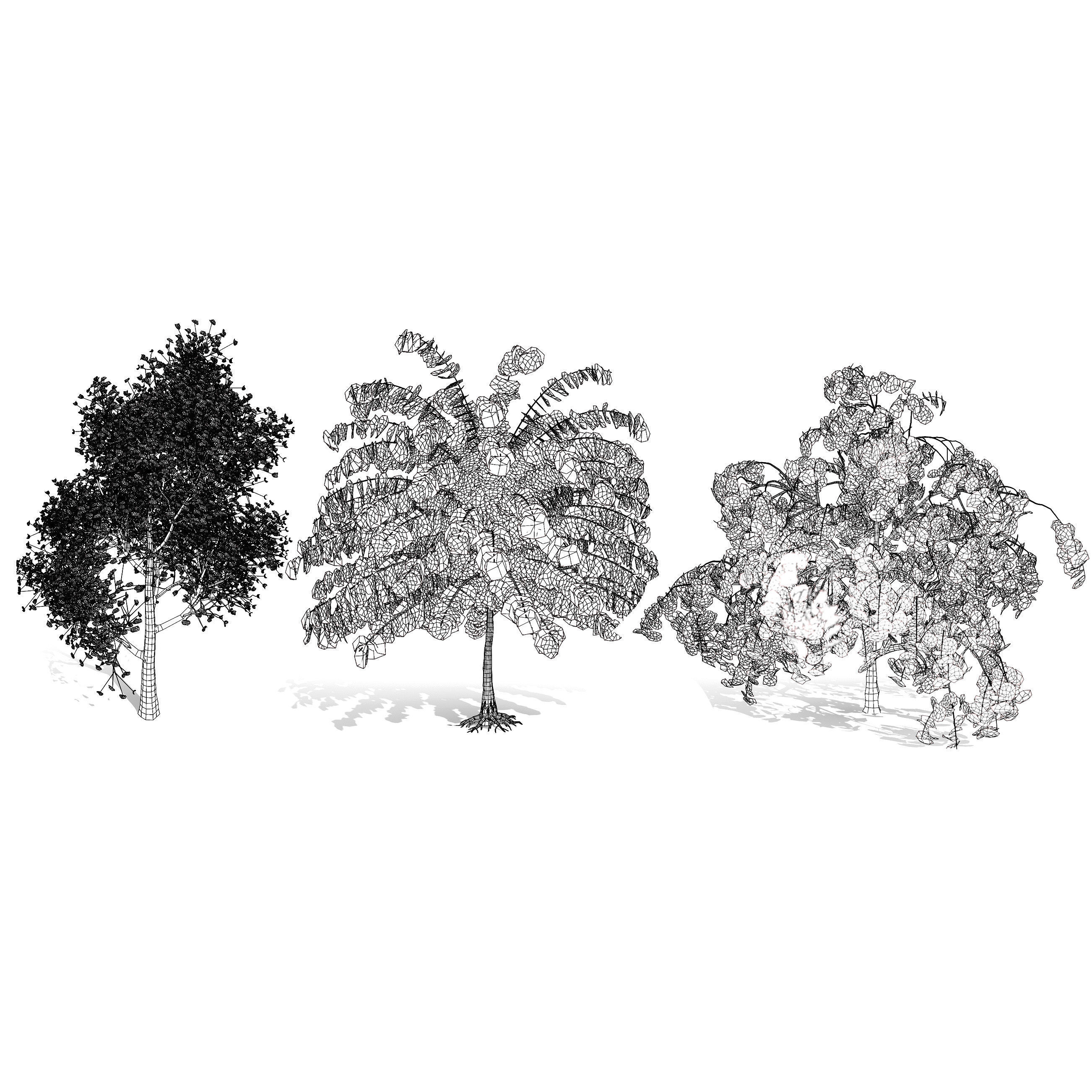 Judas Tree 3D Model Low-poly 3D model_7