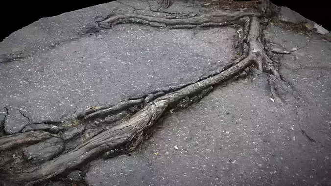 asphalt damaged road patch tree roots part7 Photogrammetry