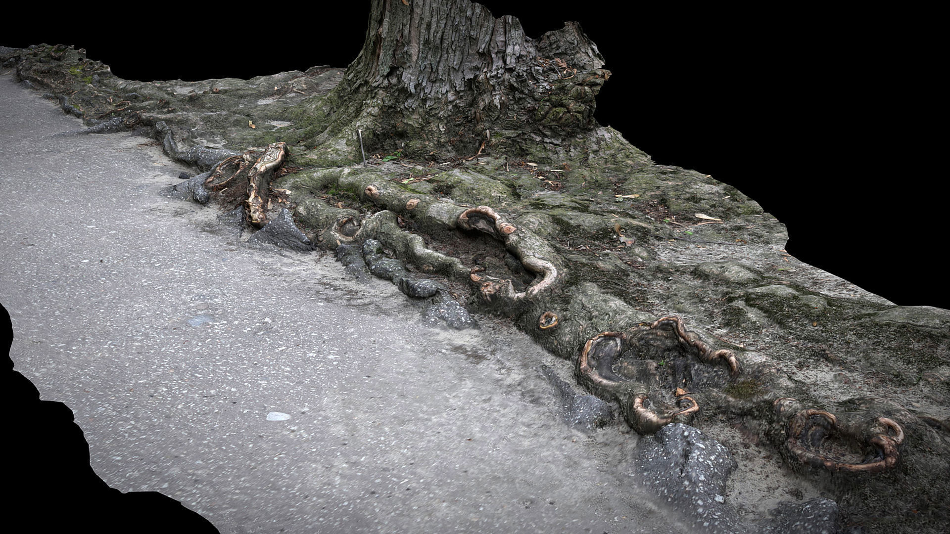asphalt damaged road tree roots pt10 photogrammetry Low-poly 3D model_1