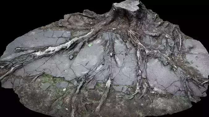 asphalt damaged road tree roots part11 photogrammetry