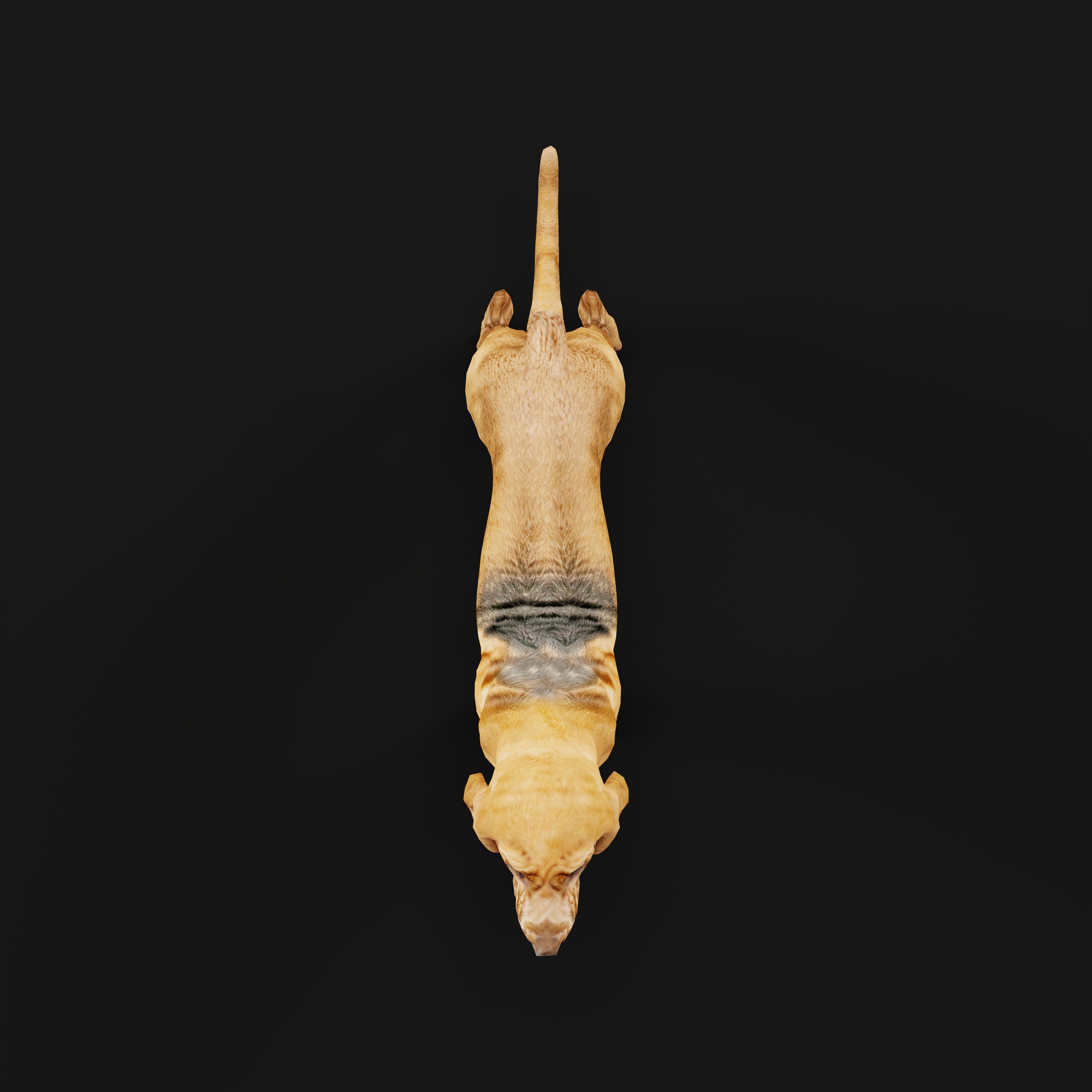 Bloodhound Dog Low-poly 3D model_31