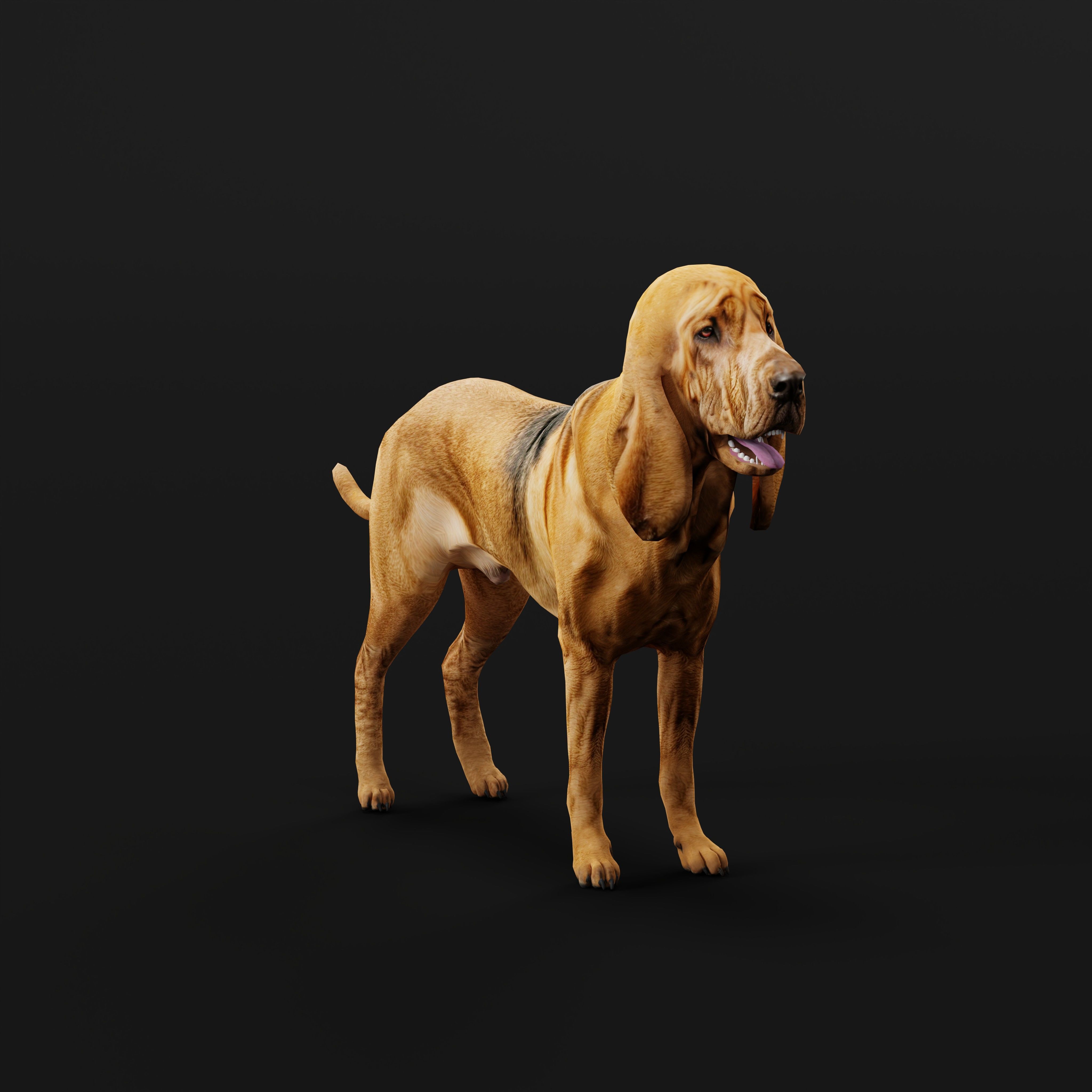 Bloodhound Dog Low-poly 3D model_28