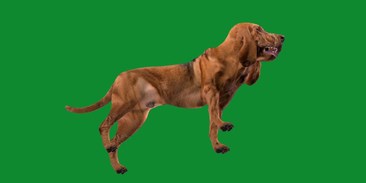 Bloodhound Dog Low-poly 3D model_4