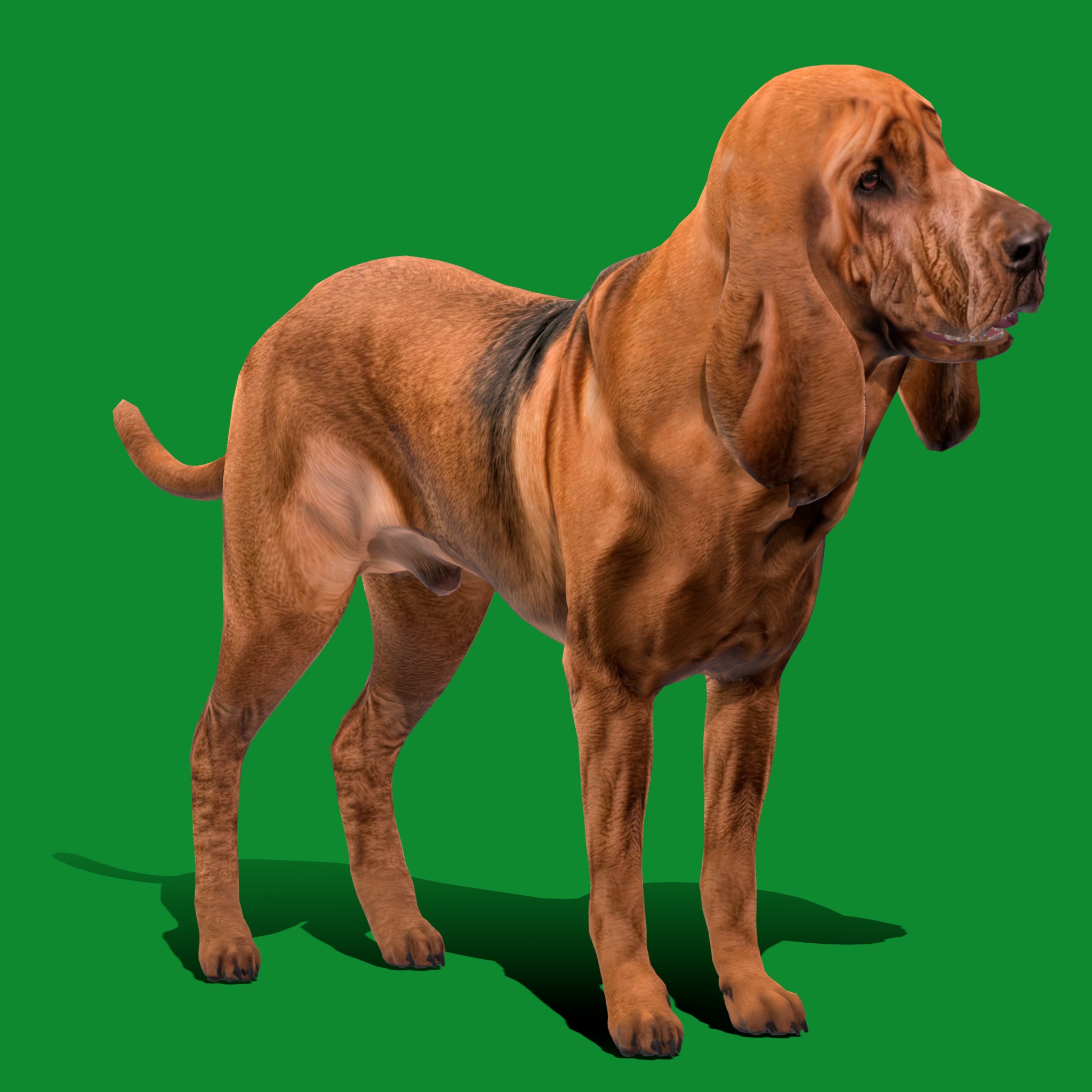 Bloodhound Dog Low-poly 3D model_18