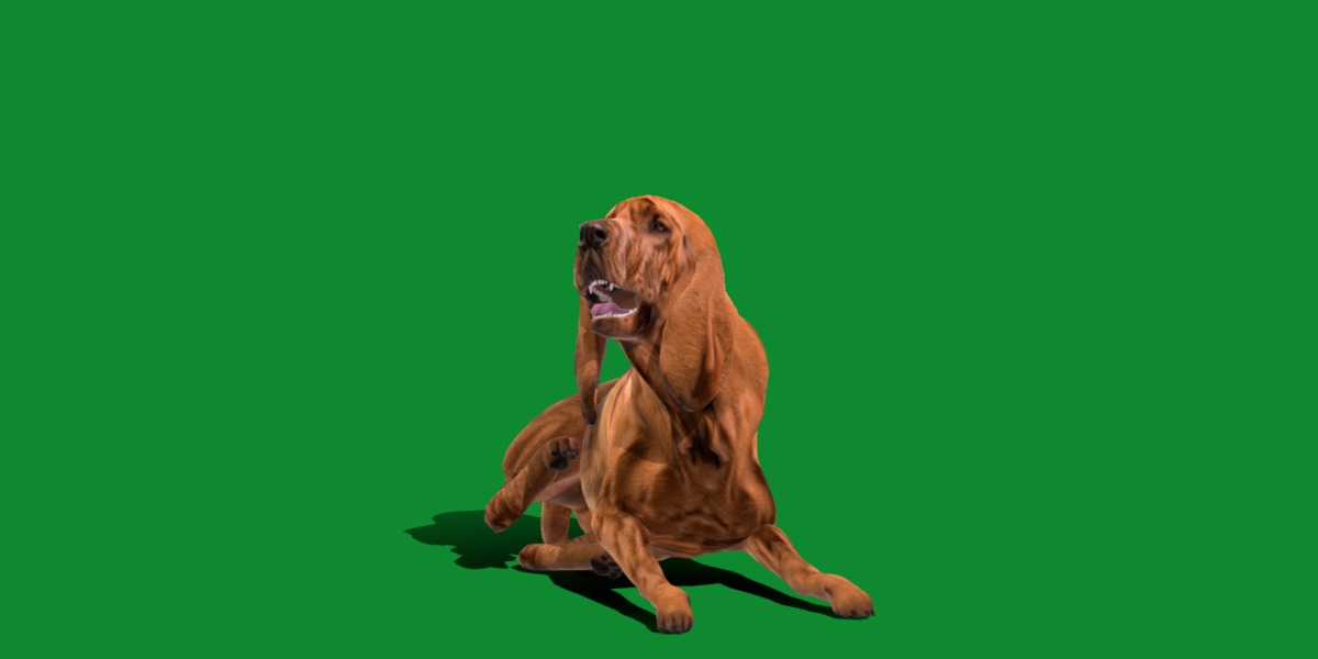 Bloodhound Dog Low-poly 3D model_14