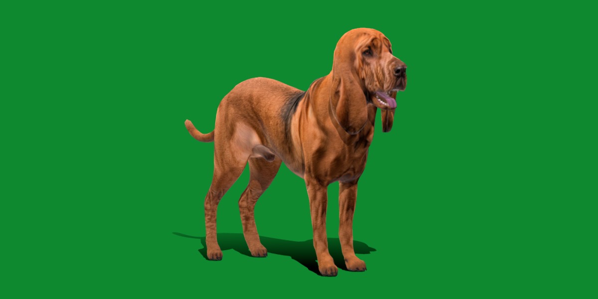 Bloodhound Dog Low-poly 3D model_3