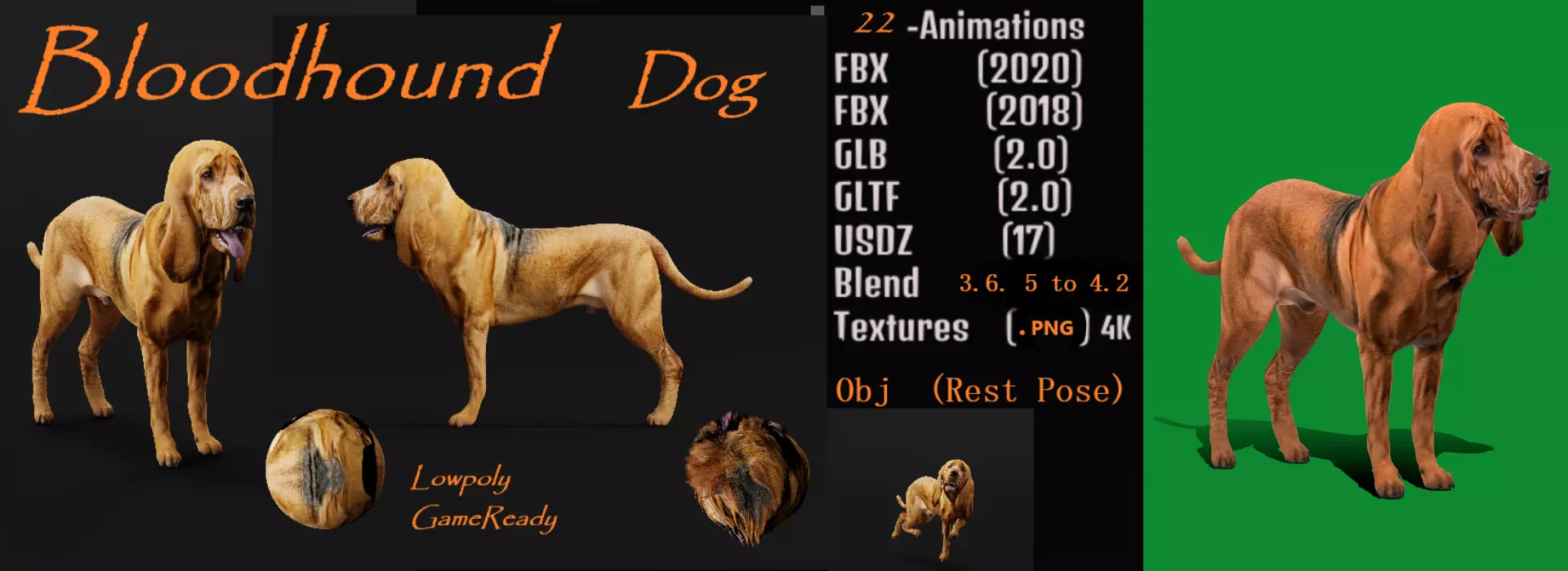 Bloodhound Dog Low-poly 3D model_0