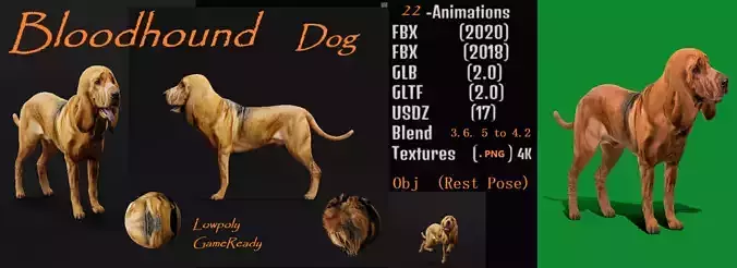 Bloodhound Dog Low-poly 3D model