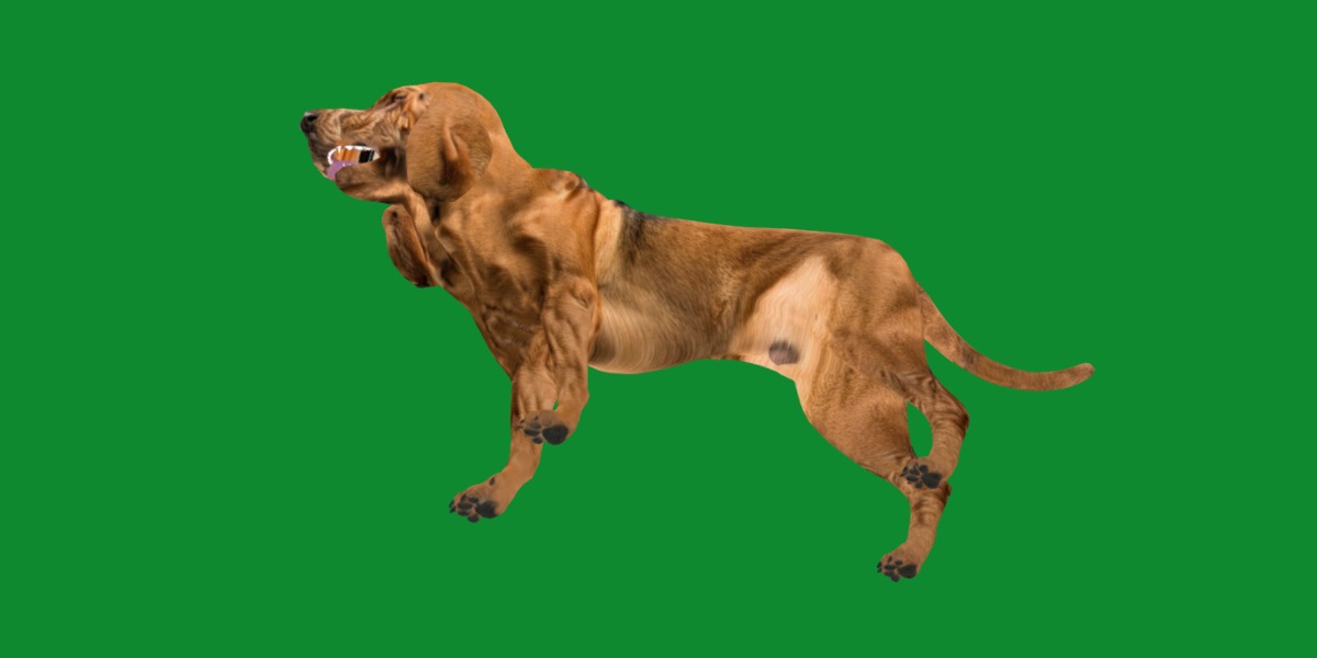 Bloodhound Dog Low-poly 3D model_26