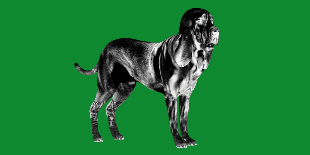 Bloodhound Dog Low-poly 3D model_8