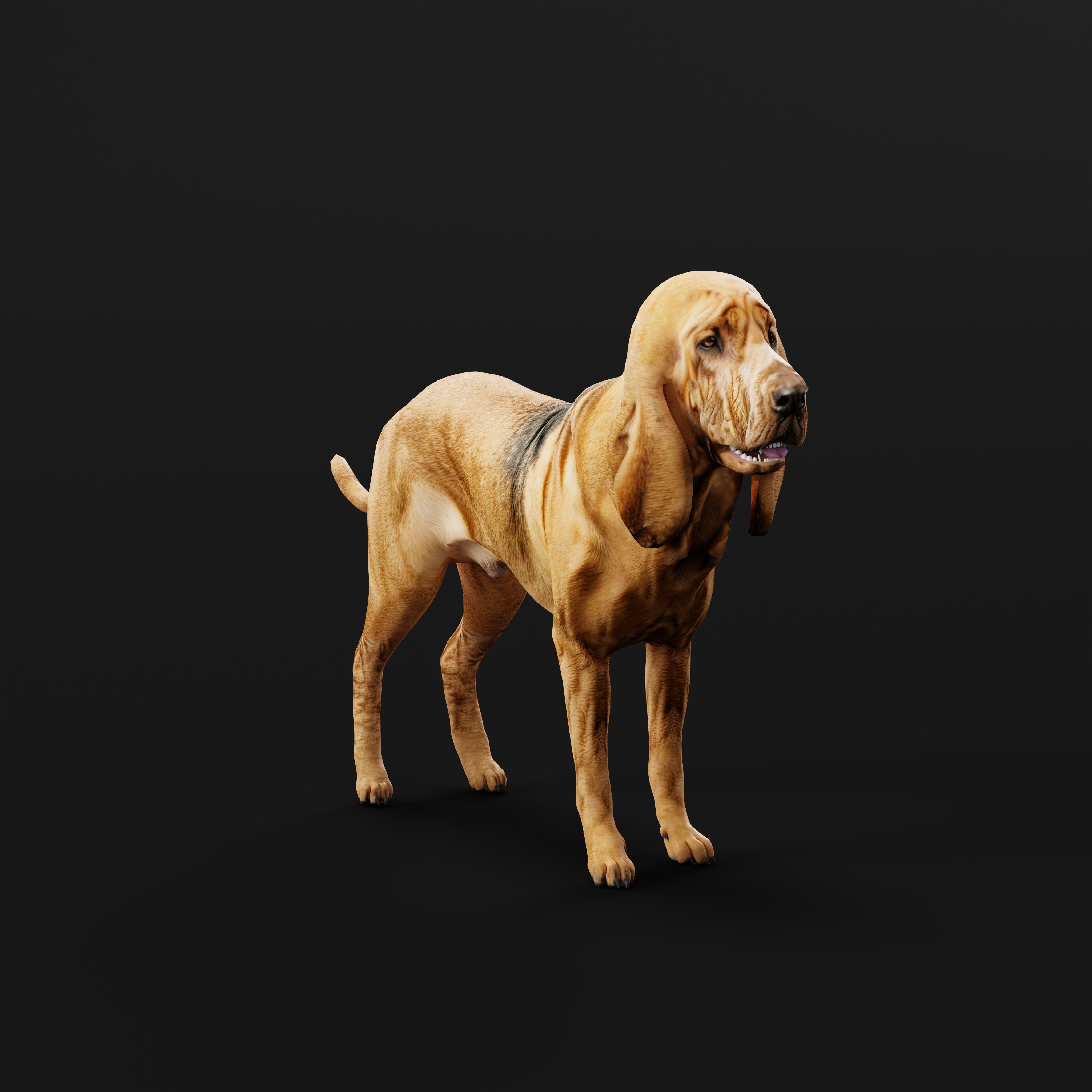 Bloodhound Dog Low-poly 3D model_38