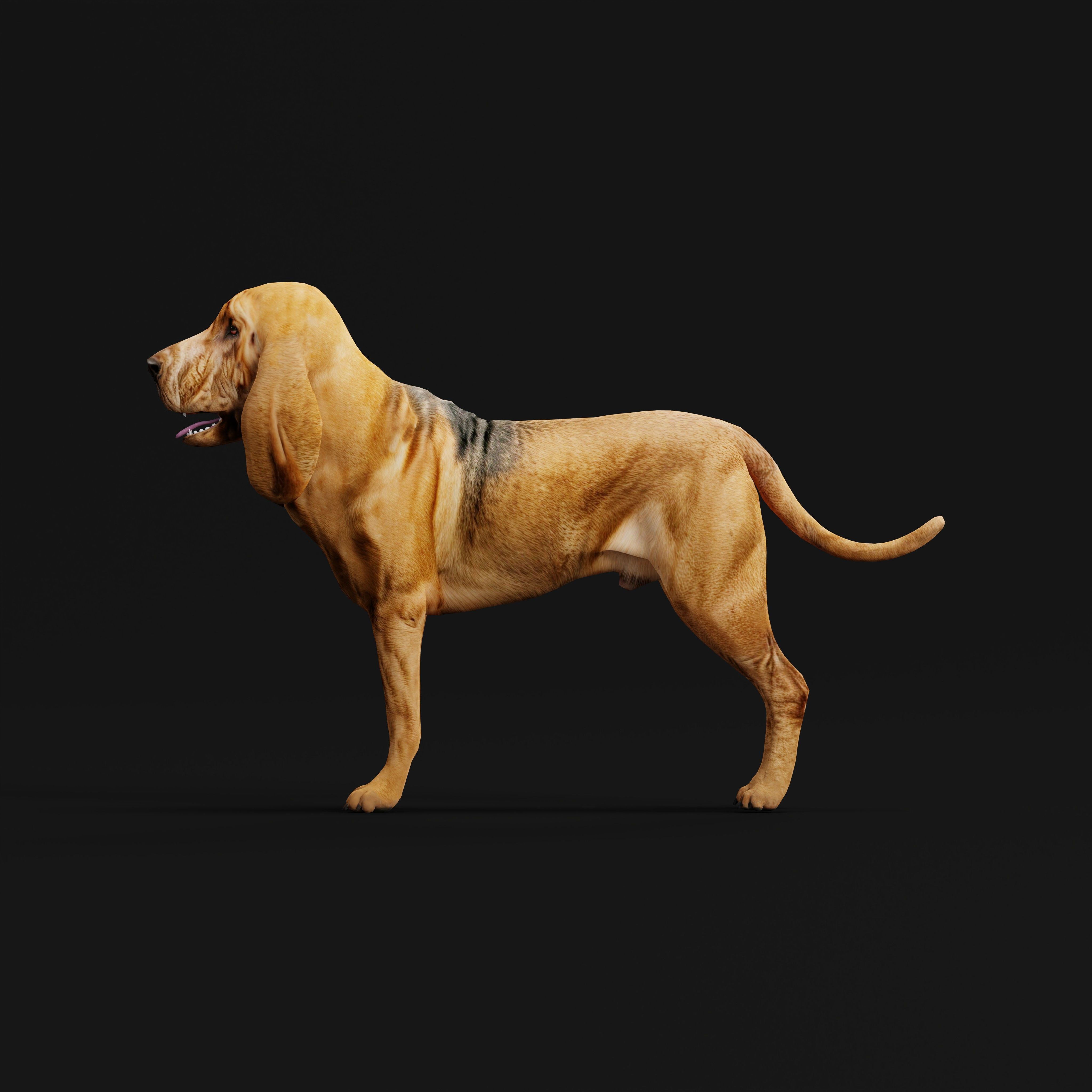 Bloodhound Dog Low-poly 3D model_30