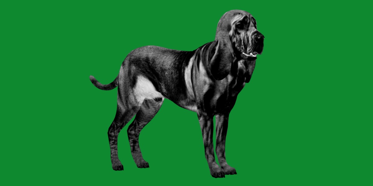 Bloodhound Dog Low-poly 3D model_9