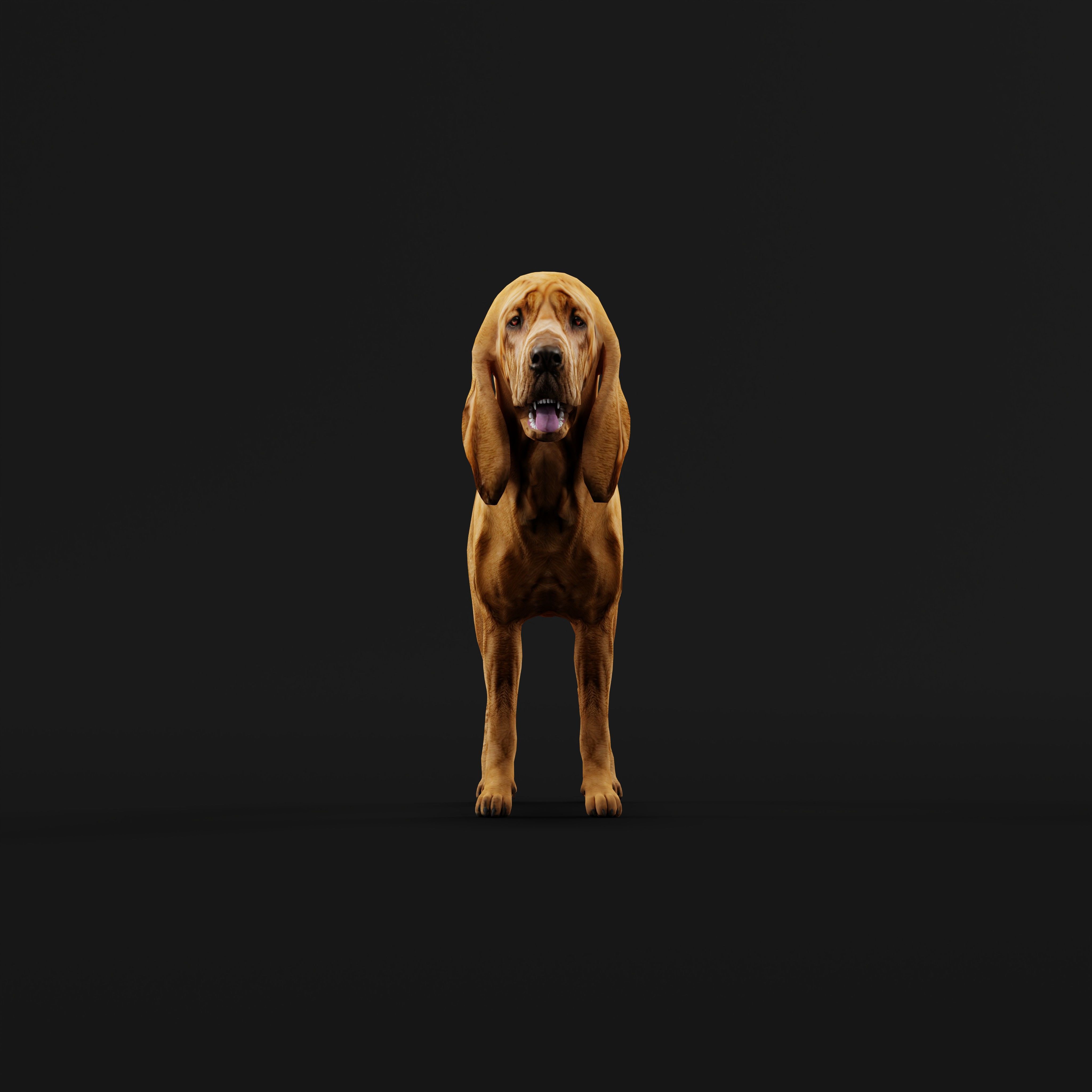 Bloodhound Dog Low-poly 3D model_29