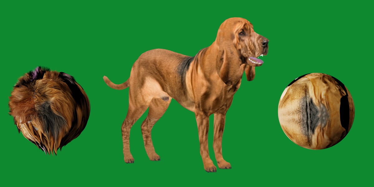 Bloodhound Dog Low-poly 3D model_21