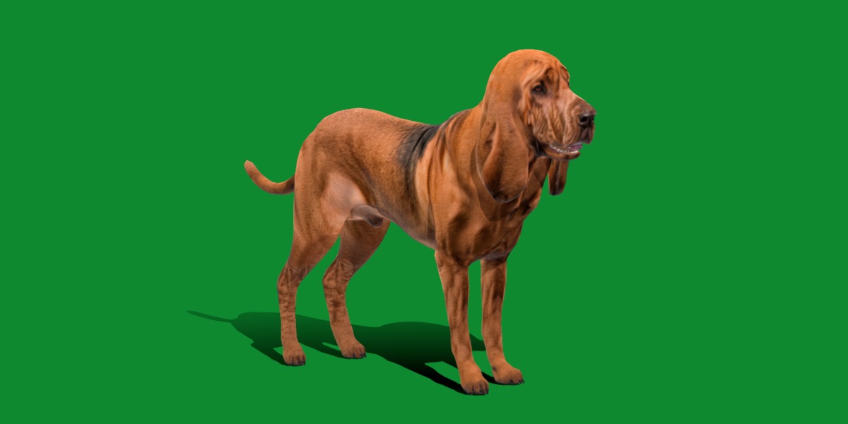 Bloodhound Dog Low-poly 3D model_27