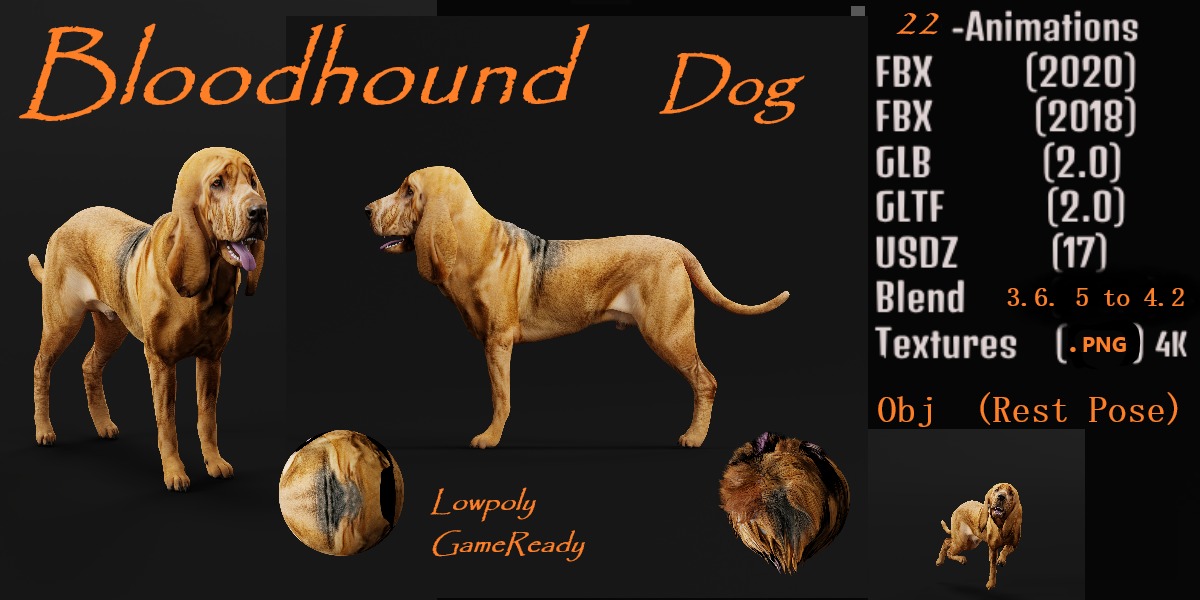 Bloodhound Dog Low-poly 3D model_2