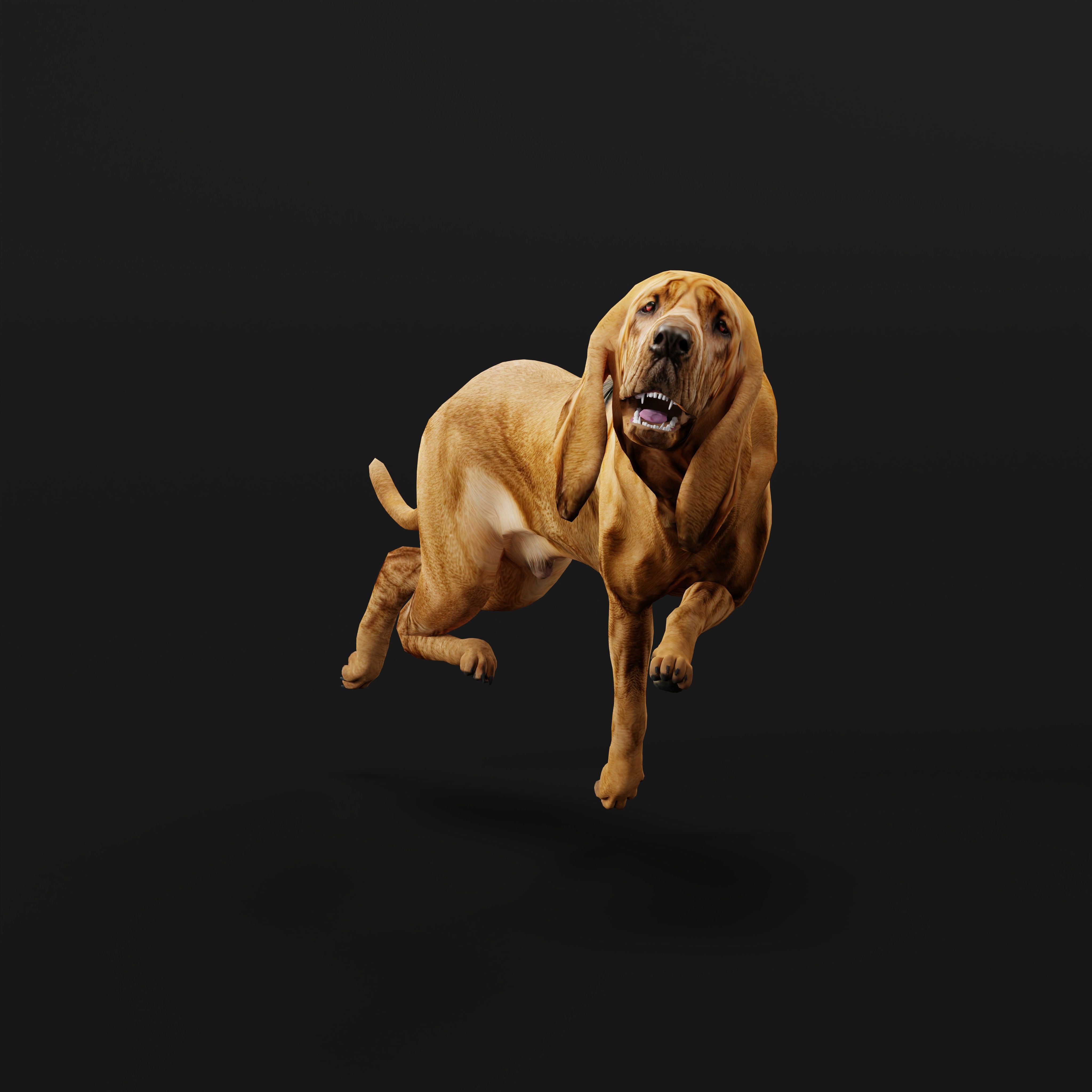 Bloodhound Dog Low-poly 3D model_36