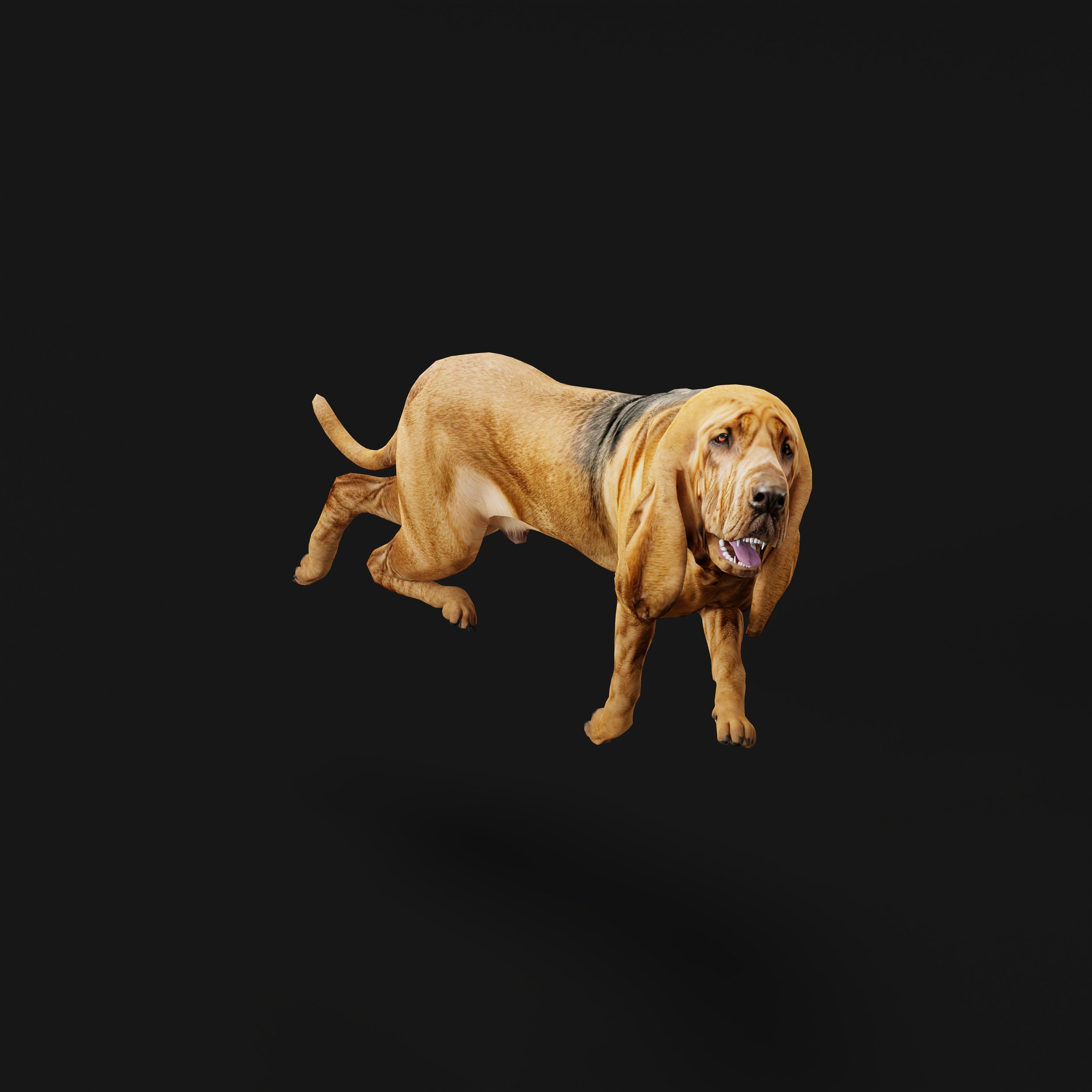 Bloodhound Dog Low-poly 3D model_35