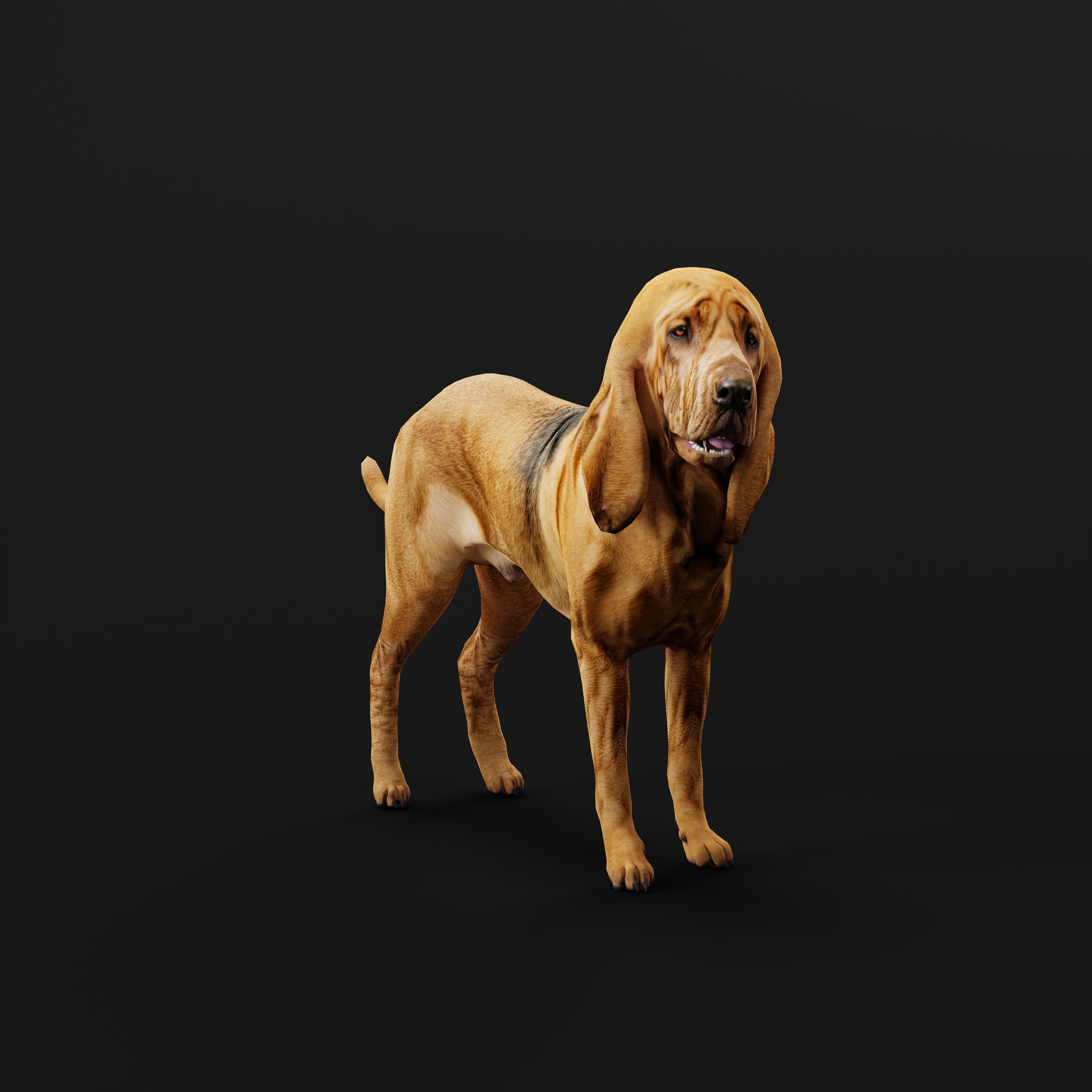Bloodhound Dog Low-poly 3D model_34