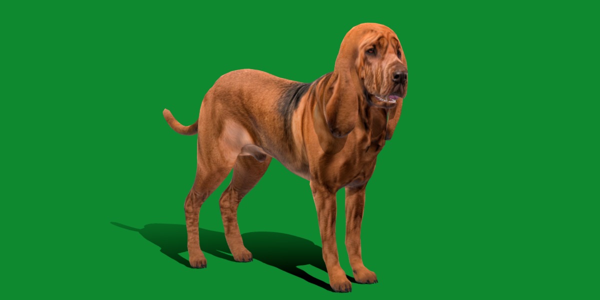 Bloodhound Dog Low-poly 3D model_17