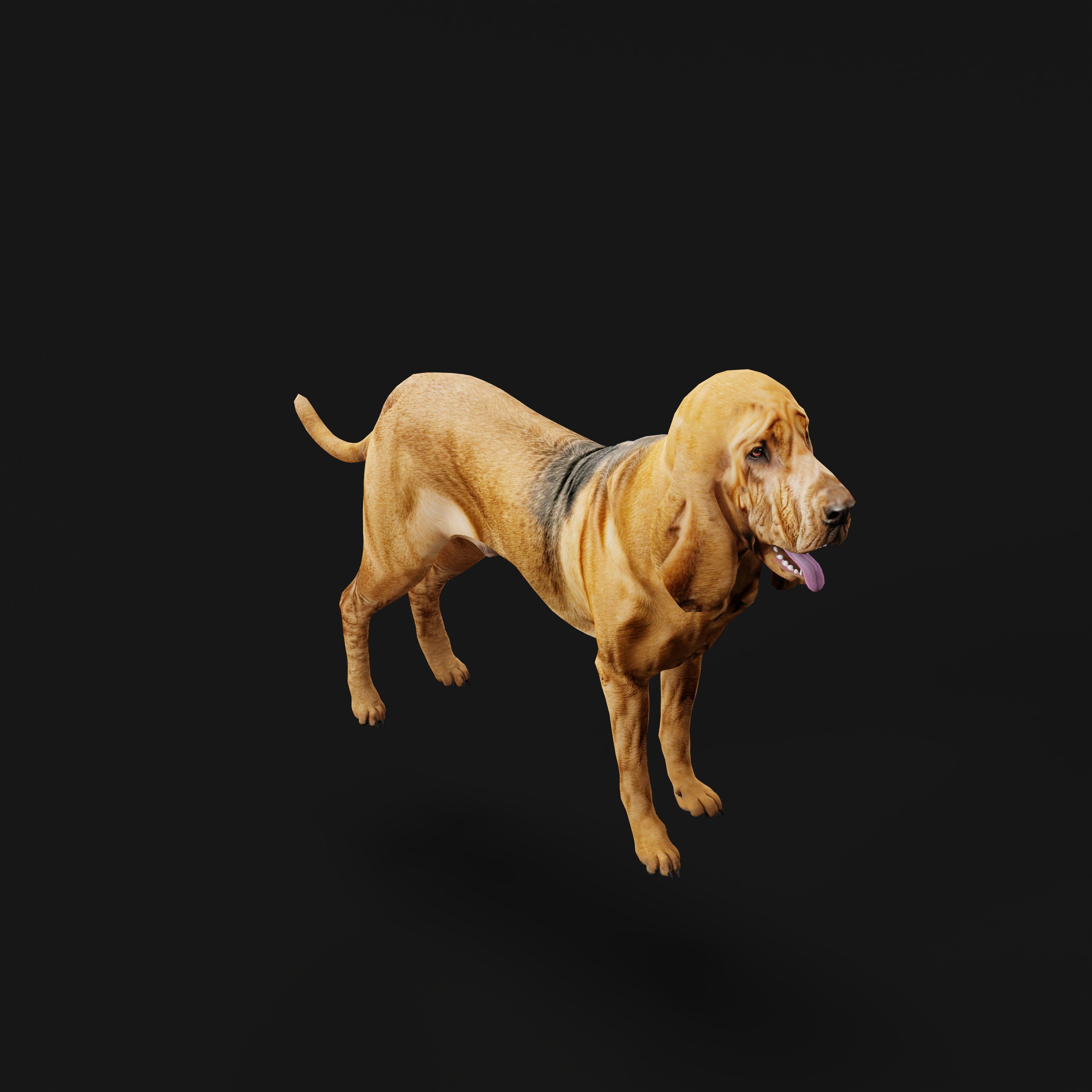 Bloodhound Dog Low-poly 3D model_33