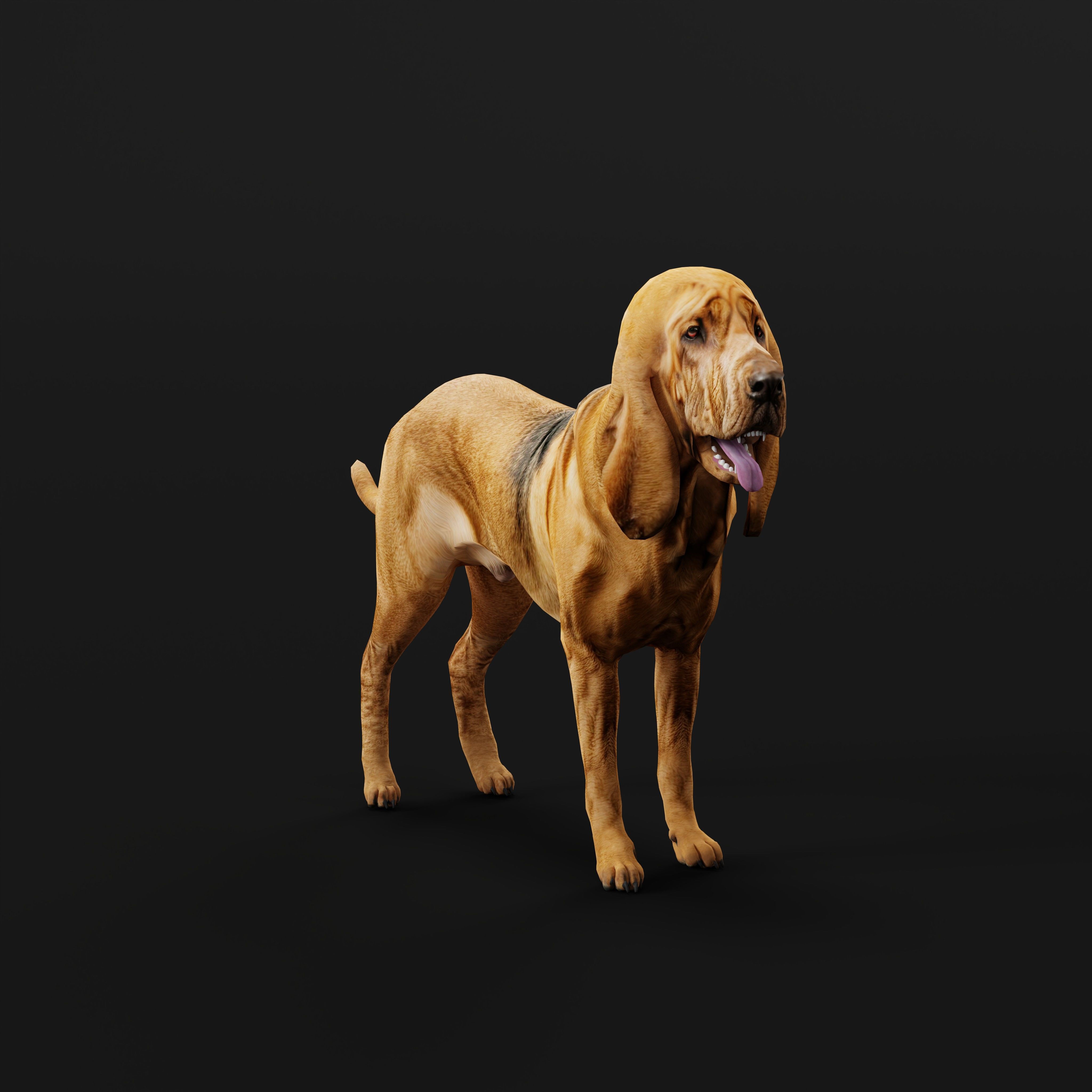 Bloodhound Dog Low-poly 3D model_32