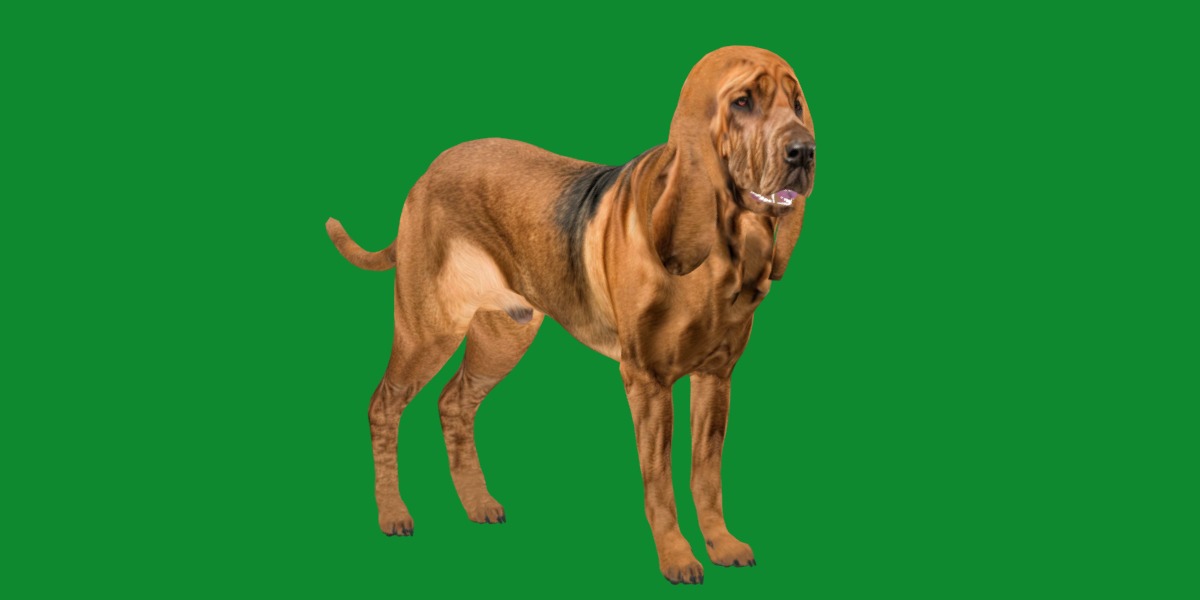 Bloodhound Dog Low-poly 3D model_16