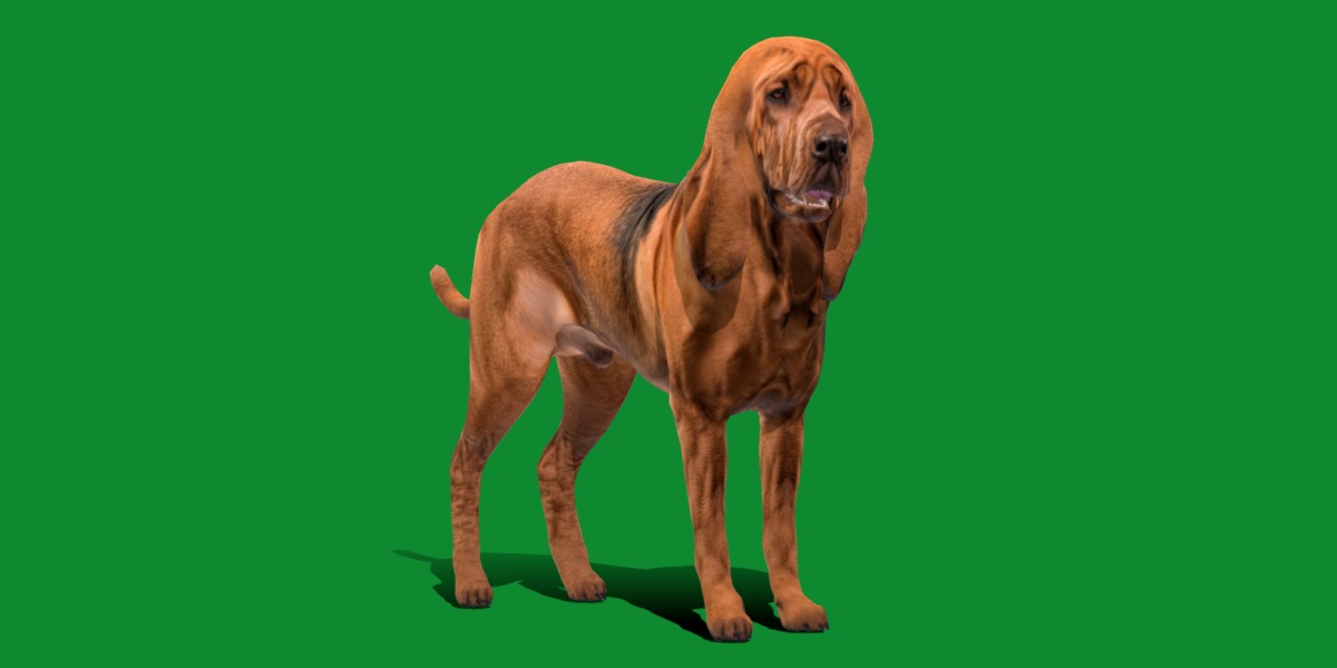 Bloodhound Dog Low-poly 3D model_5