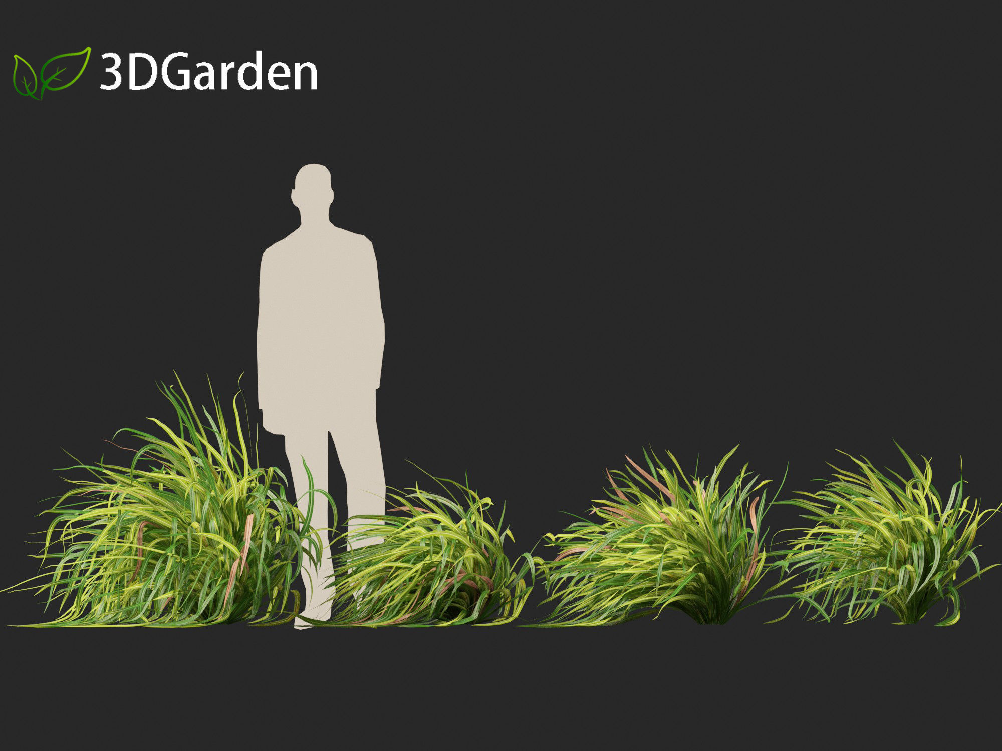 Cymbopogon citratus - Lemongrass 01 3D model_7