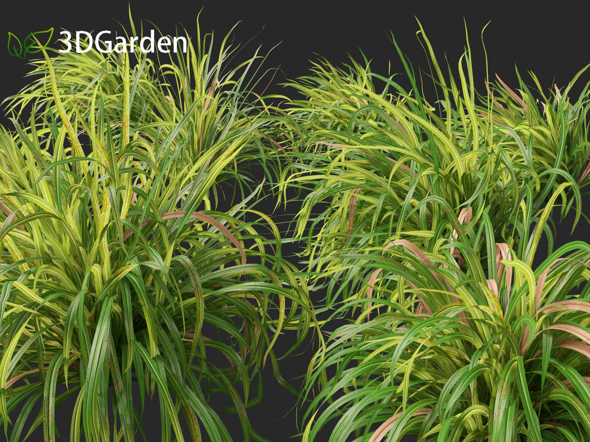 Cymbopogon citratus - Lemongrass 01 3D model_9