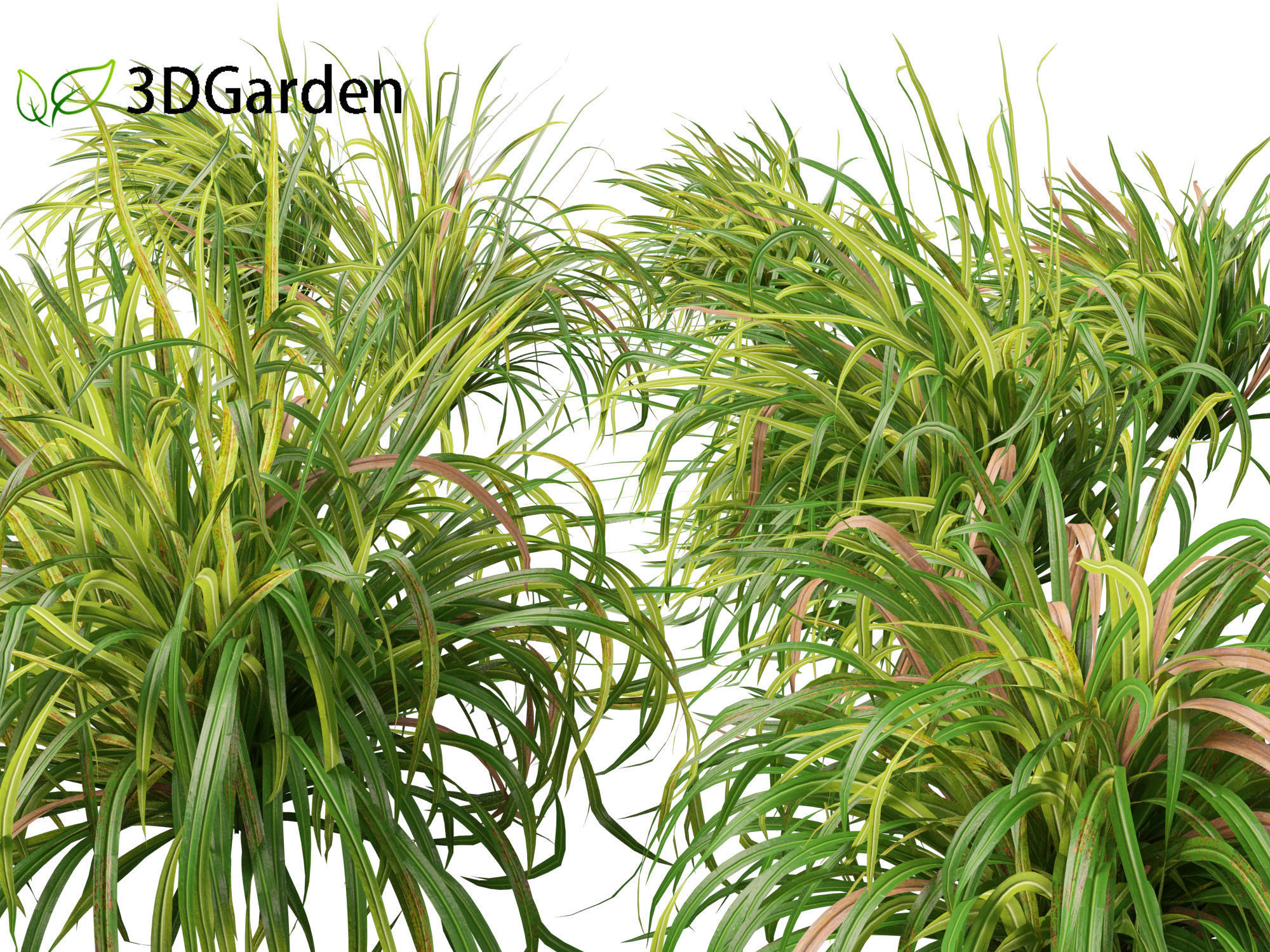 Cymbopogon citratus - Lemongrass 01 3D model_8