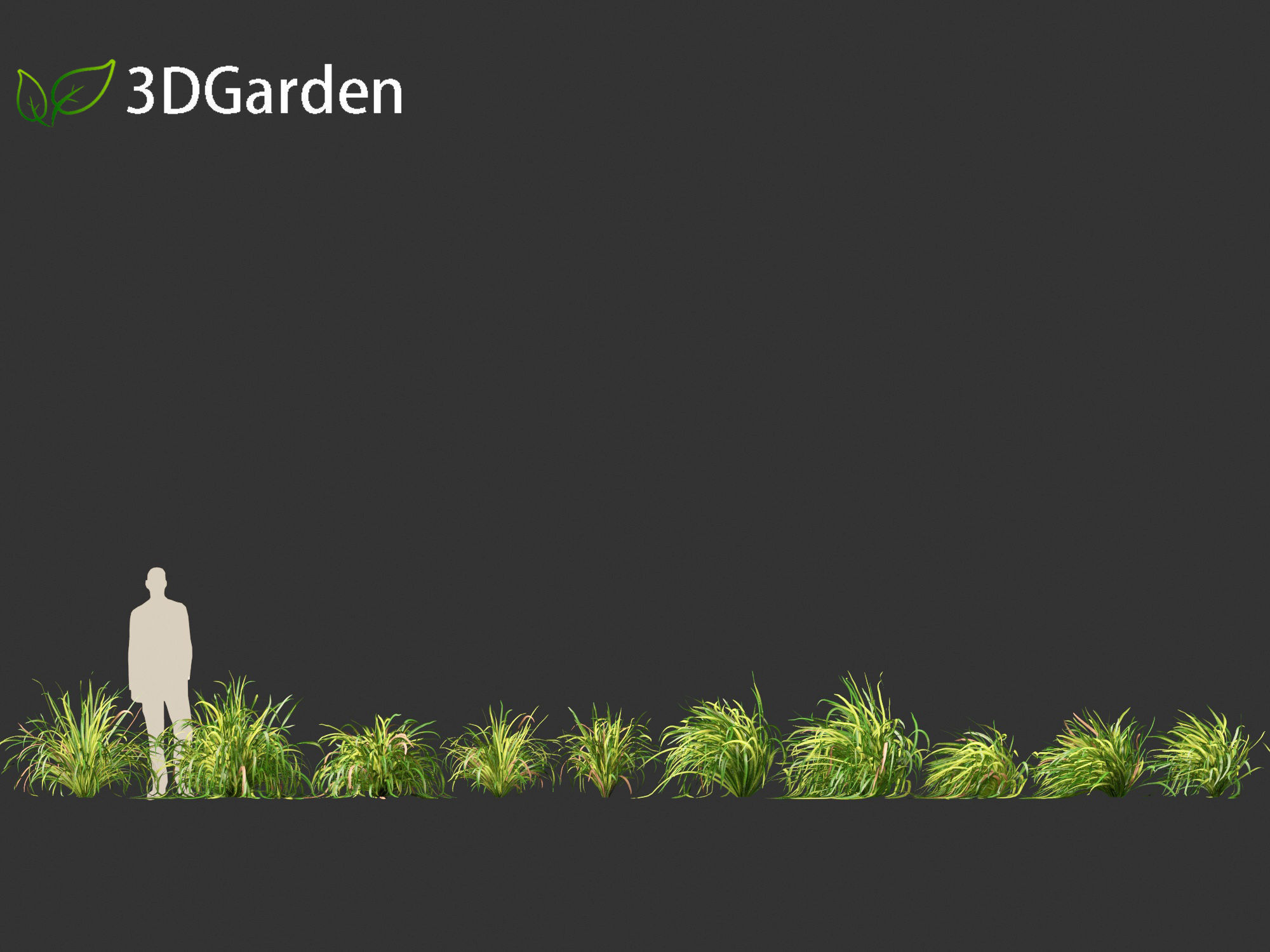 Cymbopogon citratus - Lemongrass 01 3D model_2