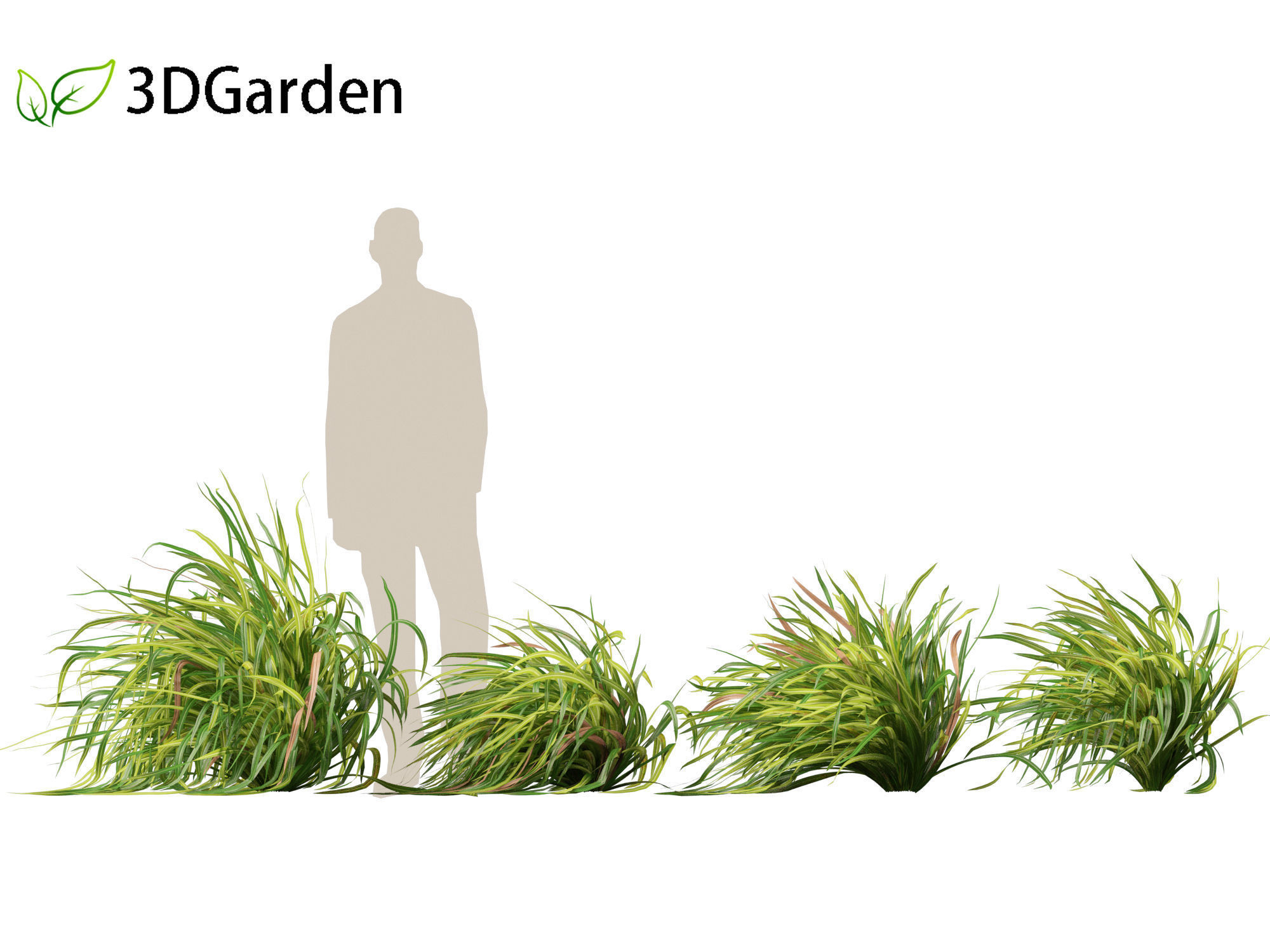 Cymbopogon citratus - Lemongrass 01 3D model_6